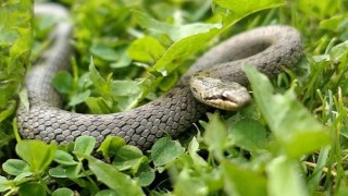 &apos;Şehirdeki Yılanların 10. Sezonu 1 Temmuzda National Geographic WILD Ekranlarında Başlıyor!