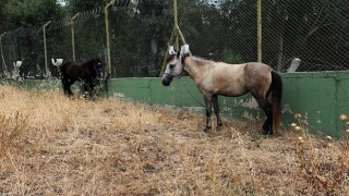 Karşıyaka da başıboş at operasyonu