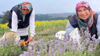 Kocaelide mor tarlalarda lavanta hasadı başladı