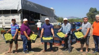 Superior Seedless çeşidi sofralık üzümün ihracat yolculuğu 11 Temmuzda başladı