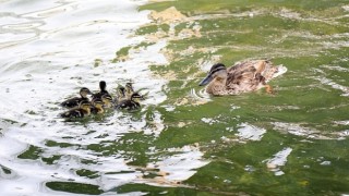 Ankaranın simgelerinden Kuğulu Parkta 8 yavru ördek daha suyla buluştu