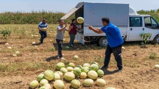 İzmirli çiftçi tarlada kalan karpuzunu hayvanlara bağışladı