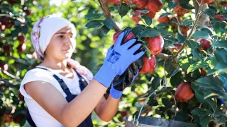 Elma ve elma suyu ihracatı 321 milyon dolara ulaştı