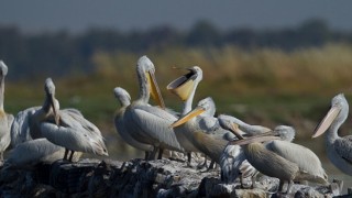 İzmir Gediz Deltasında Tepeli Pelikanlar için Yuva Platformu Kuruluyor.