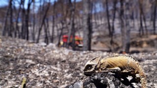 İzmir son 20 yılın en zorlu yazını geçirdi