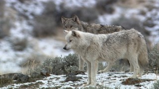 Yellowstone Kurtları: Miras 17 Eylül Salı Günü 21.00 de National Geographic WILD Ekranlarında!