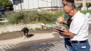 Sahipsiz Köpek Popülasyonu Yönetimi İzmir Eylem Planı uygulanıyor