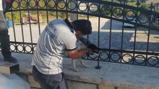 Kafası demir parmaklıklara sıkışan köpek itfaiye tarafından kurtarıldı