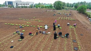 TABİP öğrencilere anlatıldı; 5 milyon fide toprakla buluşturuldu