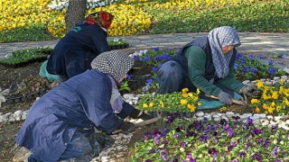 300 bin kış çiçeği toprakla buluşuyor