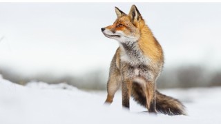 İlgi Çekici Hikayesiyle “Vahşi Transilvanya: Drakulanın Gizli Krallığı” 15 Aralık Pazar Günü 20.00da National Geographic WILD Ekranlarında!