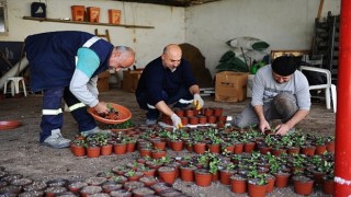 Karşıyaka Belediyesinin serasında binlerce çiçek yetişiyor