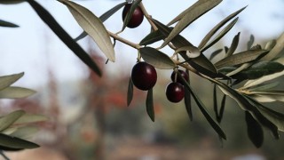 Urla Zeytin Ve Sanat Festivali