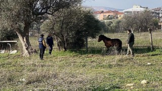 Kemalpaşada vatandaşlar tarafından yaralı halde bulunan Yılkı Atı, tedavi edilerek doğal yaşama salındı